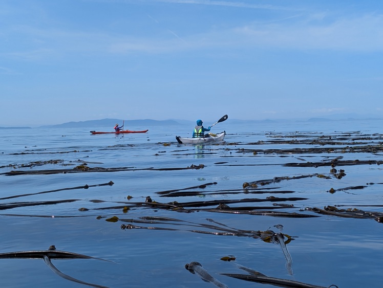 Volunteers kayak through a kelp bed at Cherry Point