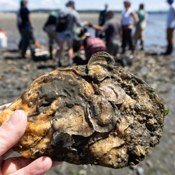 Olympia Oyster Restoration