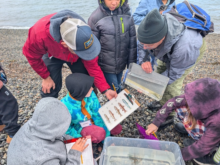 Fourth grade students learn how to identify juvenile salmon caught in a beach seine